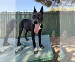 Small #1 Mutt