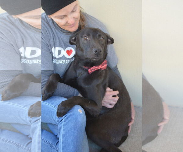 Medium Photo #2 Mutt Puppy For Sale in McKinney, TX, USA