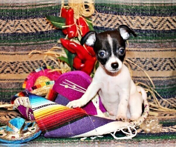 Medium Photo #4 Chihuahua Puppy For Sale in CHARLESTON, AR, USA