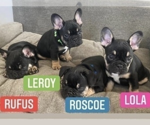 French Bulldog Puppy for sale in DAVENPORT, IA, USA