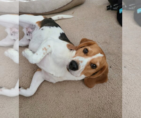 Medium Photo #2 Beagle Puppy For Sale in Las Vegas, NV, USA