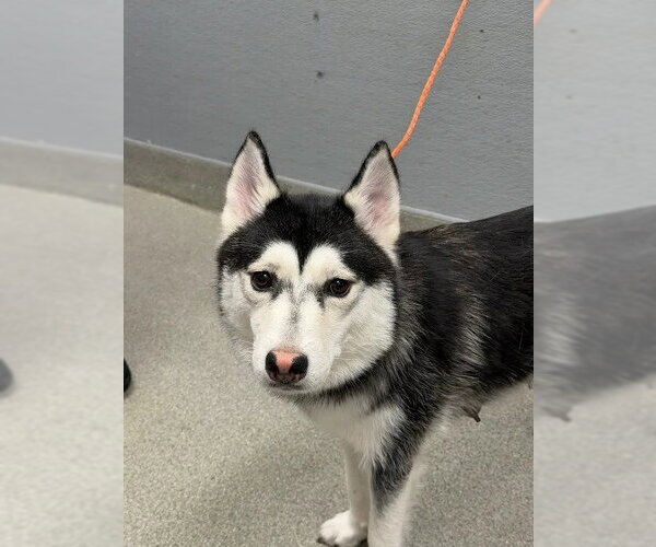 Medium Photo #1 Siberian Husky-Unknown Mix Puppy For Sale in Las Vegas, NV, USA