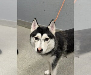 Siberian Husky-Unknown Mix Dogs for adoption in Las Vegas, NV, USA