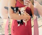 Small Photo #4 Chihuahua Puppy For Sale in FORT LAUDERDALE, FL, USA