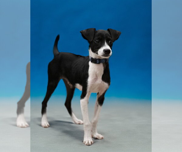 Medium Photo #2 Mutt Puppy For Sale in Woodbury, NY, USA