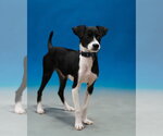 Small Photo #2 Mutt Puppy For Sale in Woodbury, NY, USA