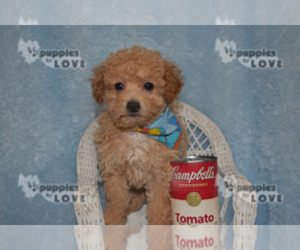 Poodle (Toy) Puppy for sale in SANGER, TX, USA