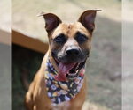 Small American Staffordshire Terrier-German Shepherd Dog Mix