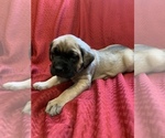 Small Photo #7 Mastiff Puppy For Sale in FARMINGTON, WV, USA