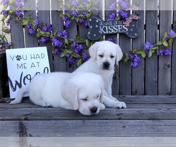 Medium Photo #7 Labrador Retriever Puppy For Sale in GLENDALE, CA, USA