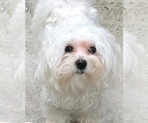 Mother of the Maltese puppies born on 01/07/2026