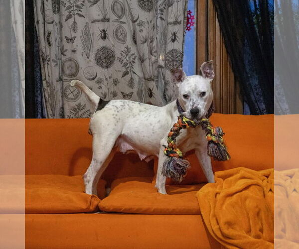 Medium Photo #31 American Pit Bull Terrier-Unknown Mix Puppy For Sale in Germantown, OH, USA