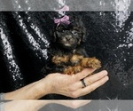 Small #2 Poodle (Miniature)