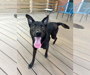 Collie-Unknown Mix Dogs for adoption in Germantown, OH, USA