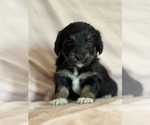 Song - Female Corgipoo Puppy for Sale - Photo #9
