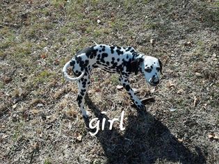 Dalmatian Puppy for sale in TRYON, OK, USA