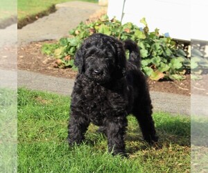 Goldendoodle Puppy for sale in LANCASTER, PA, USA