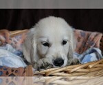 Small Photo #12 English Cream Golden Retriever Puppy For Sale in LANCASTER, WI, USA