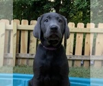 Small Photo #27 Labrador Retriever Puppy For Sale in HOLLY SPRINGS, NC, USA