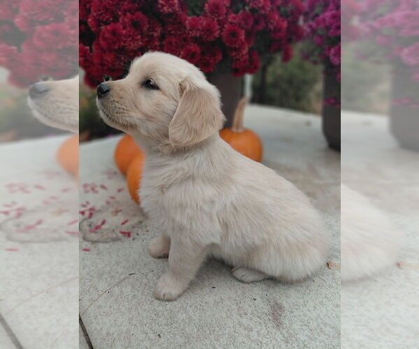 Medium Photo #3 Golden Retriever Puppy For Sale in PRINCEVILLE, IL, USA