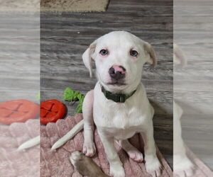 Labbe Dogs for adoption in Aurora, IN, USA