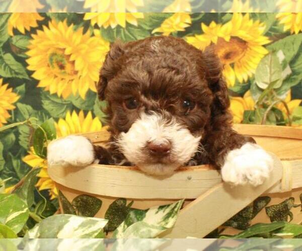 Medium Photo #5 Poodle (Toy) Puppy For Sale in SHAWNEE, OK, USA