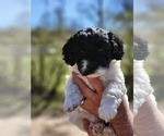 Puppy June Poodle (Miniature)-Springerdoodle Mix