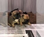 Small Photo #4 French Bulldog Puppy For Sale in NUNNELLY, TN, USA