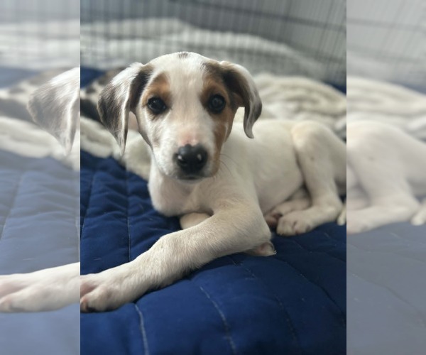 Medium Photo #1 Beagle-Unknown Mix Puppy For Sale in Holly Springs, NC, USA