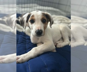 Beagle-Unknown Mix Dogs for adoption in Holly Springs, NC, USA