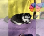 Small Photo #13 Siberian Husky Puppy For Sale in DEARBORN, MO, USA