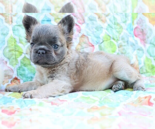 Medium Photo #2 French Bulldog Puppy For Sale in ALEXANDRIA, IN, USA