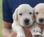 Puppy Basil Golden Retriever