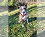 Small #8 American Pit Bull Terrier Mix