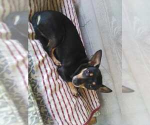 Medium Chiweenie