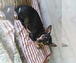 Small Chiweenie