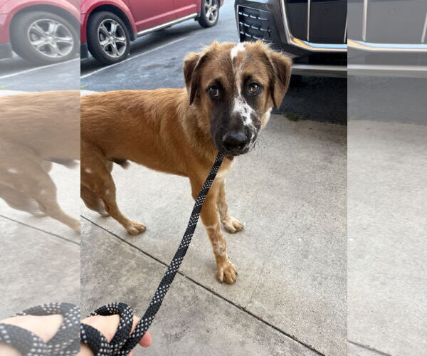Medium Photo #4 Australian Shepherd Puppy For Sale in Harlingen, TX, USA