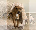 Small #2 Labrador Retriever Mix