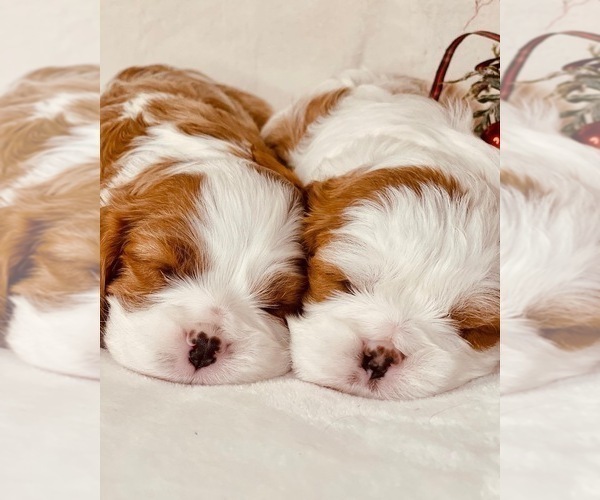 Medium Photo #2 Cavalier King Charles Spaniel Puppy For Sale in NAMPA, ID, USA