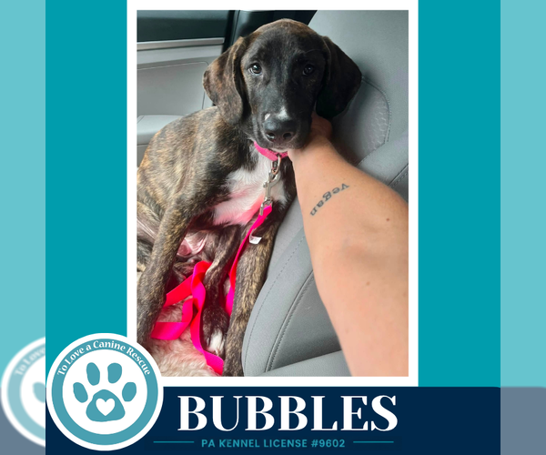 Medium Photo #2 Boxador Puppy For Sale in Kimberton, PA, USA