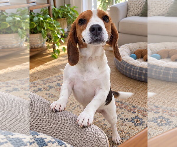 Medium Photo #1 Beagle Puppy For Sale in Dunnellon, FL, USA