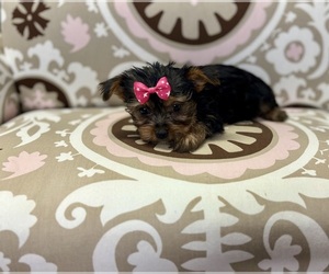 Yorkshire Terrier Puppy for sale in RIPLEY, MS, USA