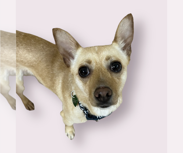 Medium Photo #1 Chihuahua-Unknown Mix Puppy For Sale in Rockville, MD, USA