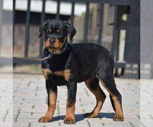 Greater Swiss Mountain Dog Puppy for sale in DANVILLE, PA, USA