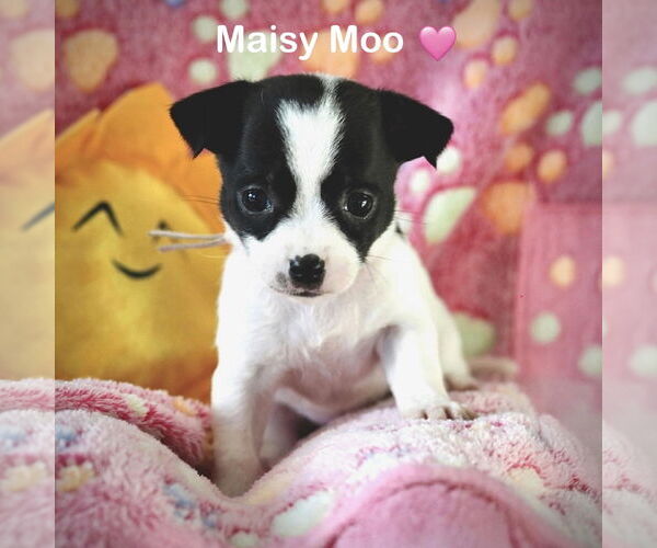 Medium Photo #1 Chihuahua-Unknown Mix Puppy For Sale in Corona, CA, USA