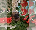 Small Photo #4 Pekingese Puppy For Sale in MERIDEN, MN, USA