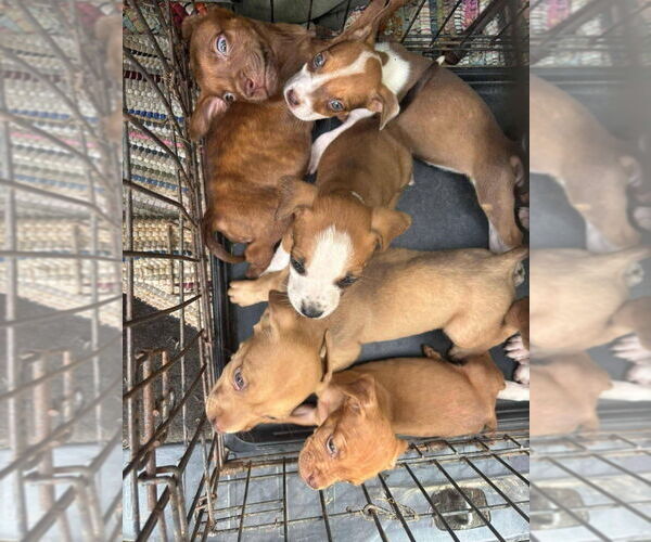 Medium Photo #3 Boxer-Unknown Mix Puppy For Sale in Aurora, IN, USA