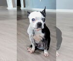 Small #2 Boston Terrier
