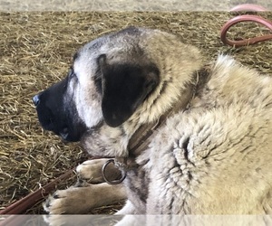 Father of the Kangal Dog puppies born on 07/19/2022
