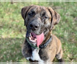 Daniff Dogs for adoption in Gloversville, NY, USA